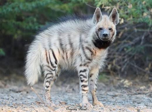 Striped Hyena in Tanzania